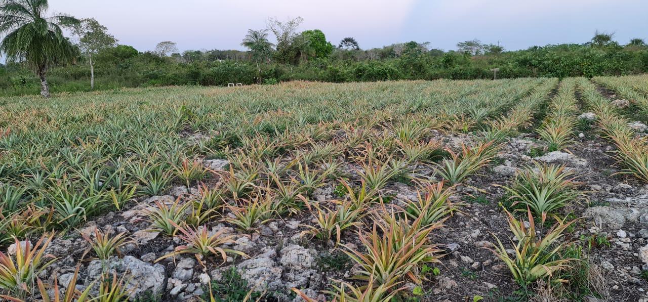 Lote Agrícola, Noh-Bec, Quintana Roo
