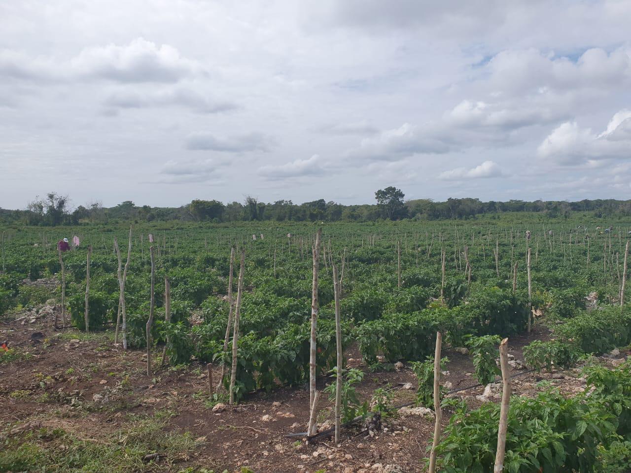 Lote Agrícola, Noh-Bec, Quintana Roo