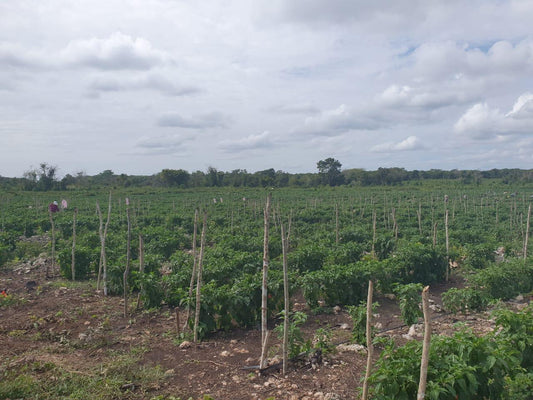 Lote Agrícola, Noh-Bec, Quintana Roo