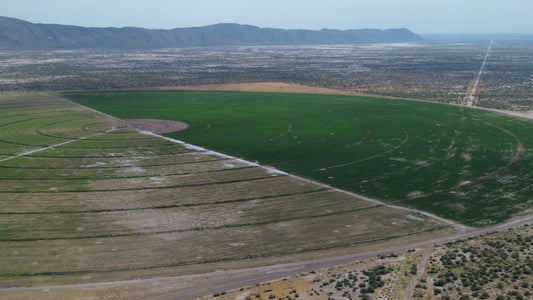 Lote Agrícola, Bermejillo